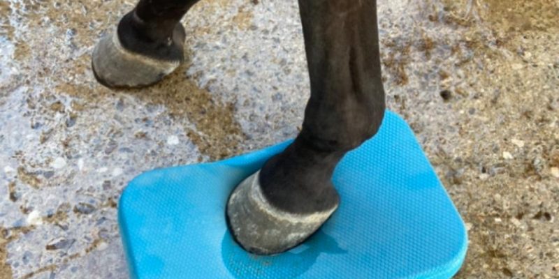 ejercicio-estabilizador-entrenamiento-equino