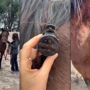 pulsómetro caballo