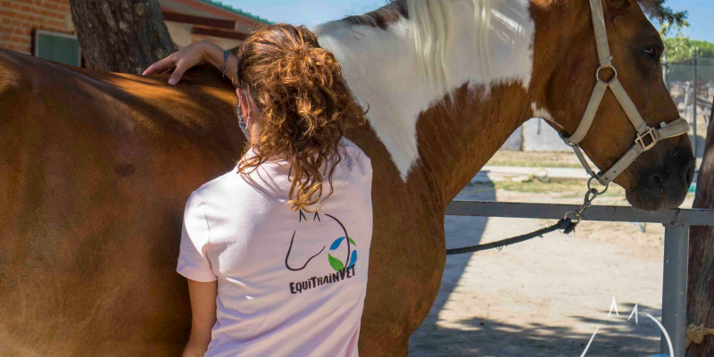 rehabilitacion-equina-dorso-sano