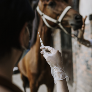 Rehabilitación equina tras infiltración articular
