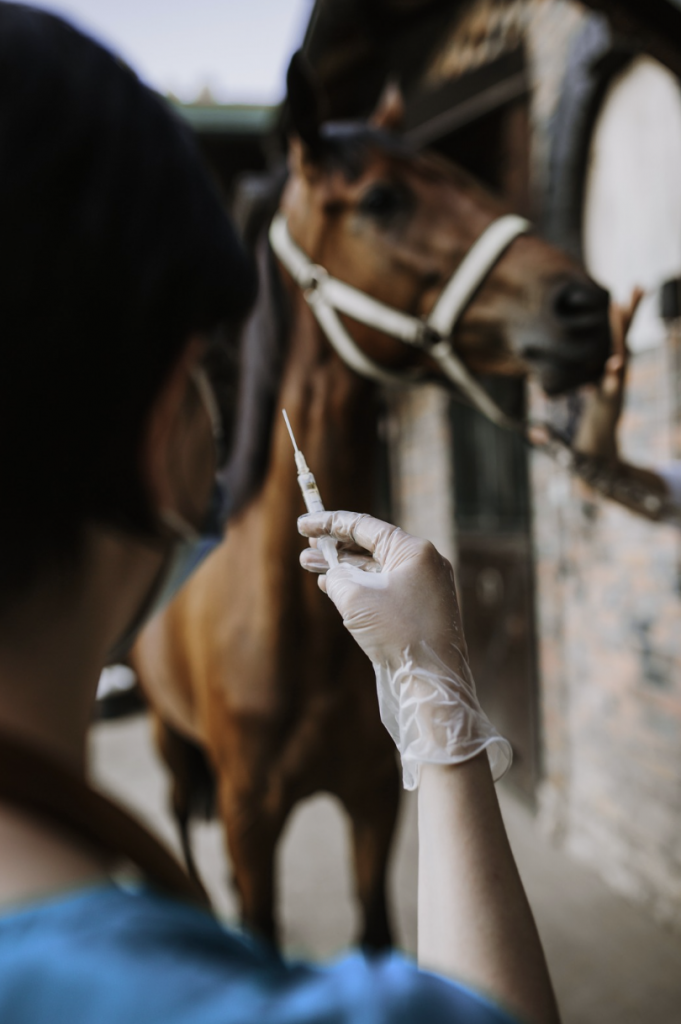 Rehabilitación equina tras infiltración articular