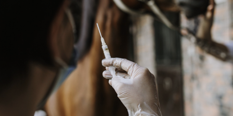 Rehabilitación equina tras infiltración articular